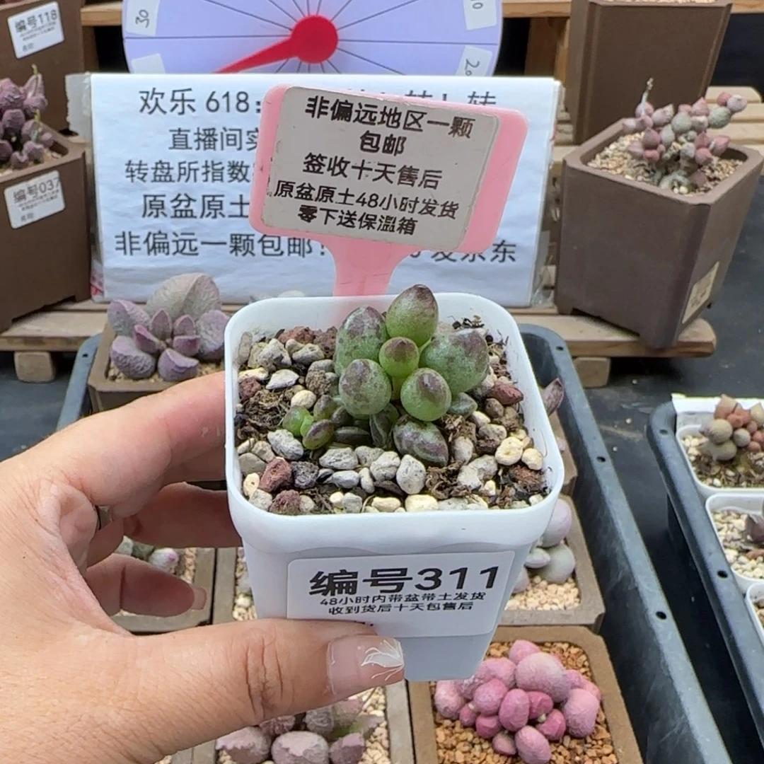 江****）311鼓槌多肉植物