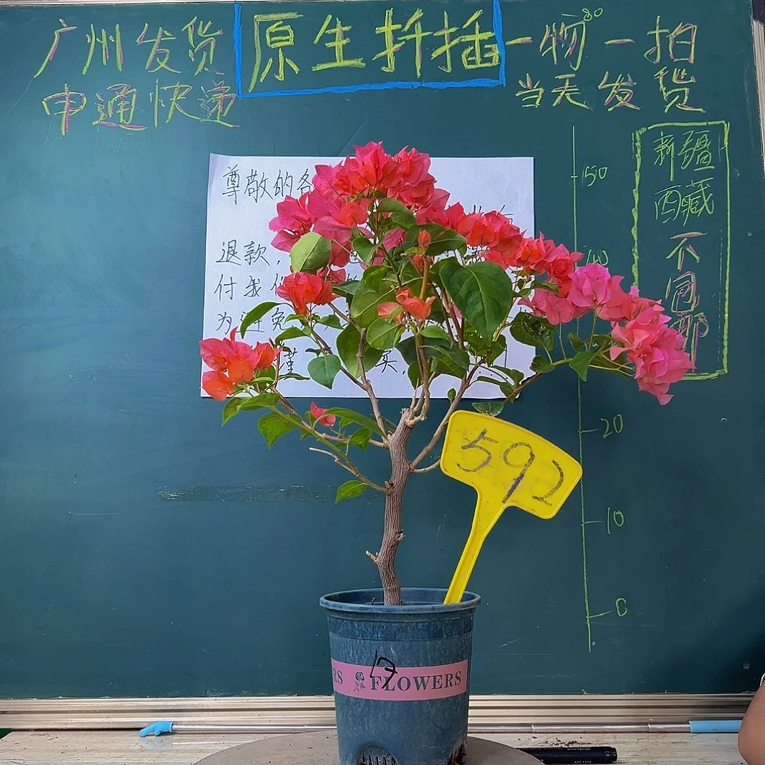 当前无花栽培后可以开花 暗斑夕阳红有小瑕疵 592