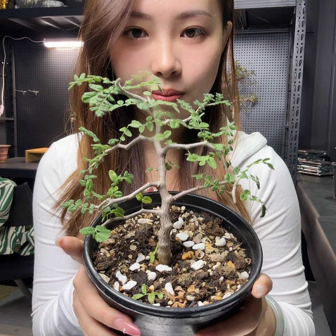 滔天橄榄带盆土哈