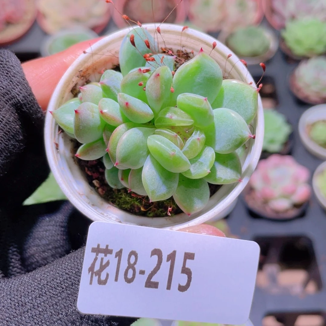 ****花利美18-215新品珍妮