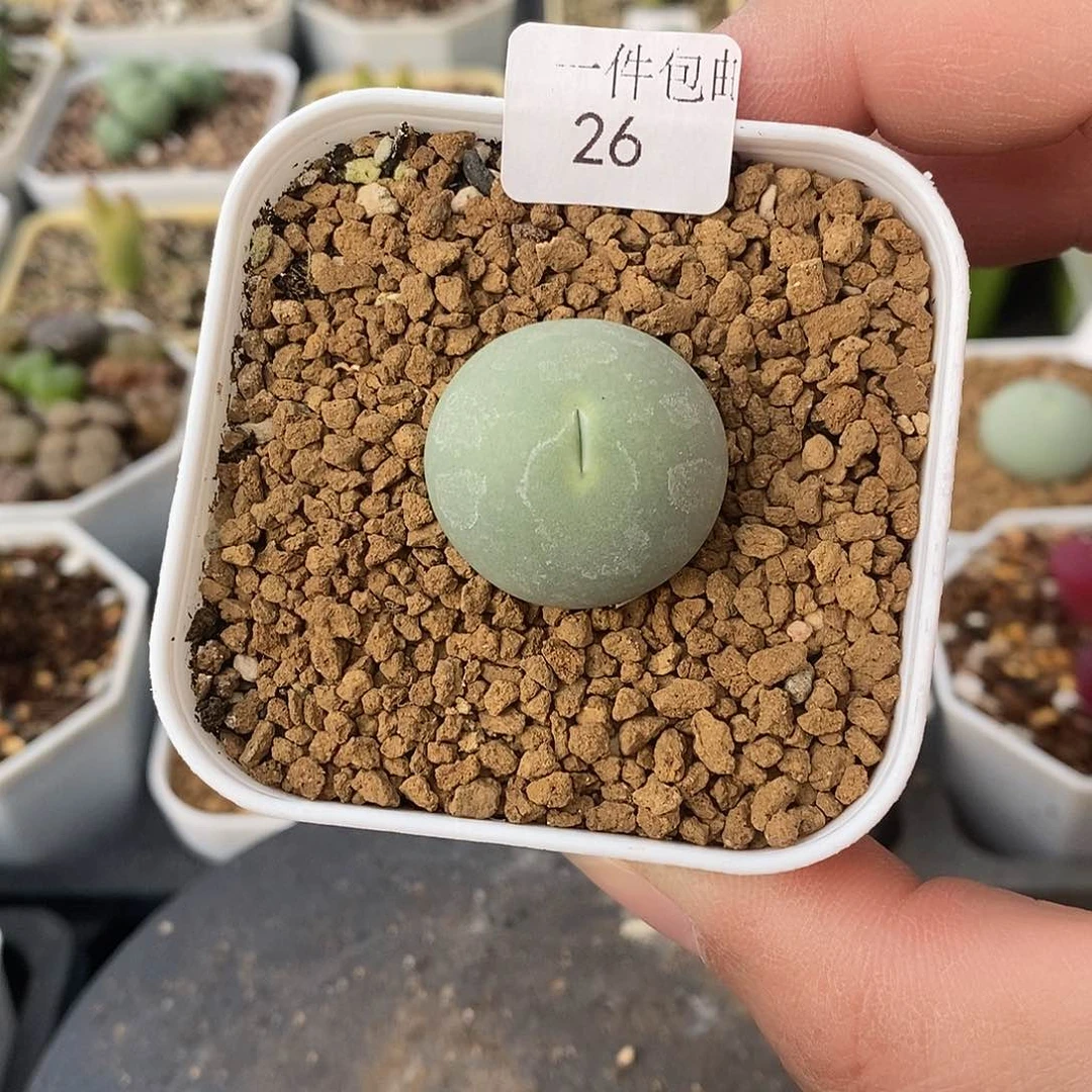 多肉植物鸽子蛋26号