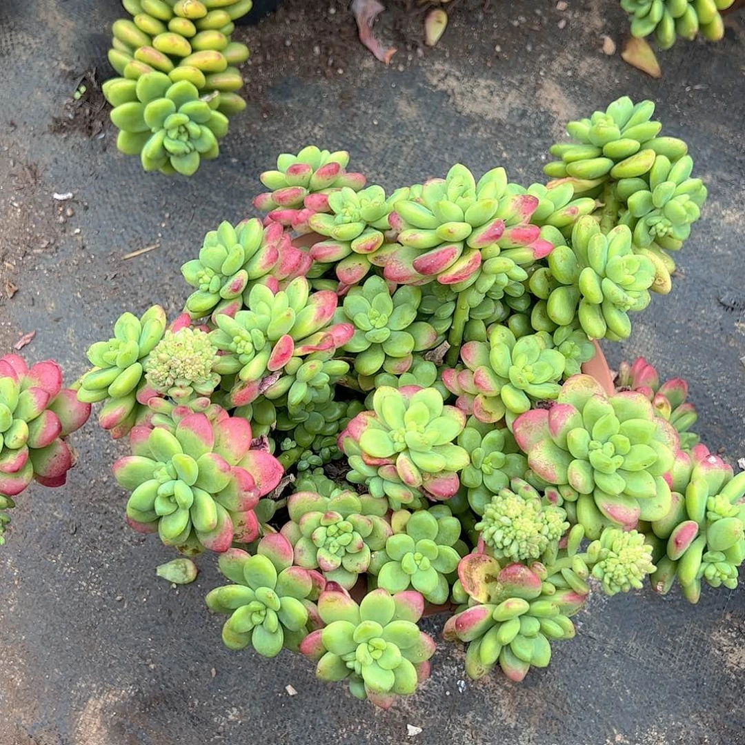 香格里拉超级大多头群生老桩