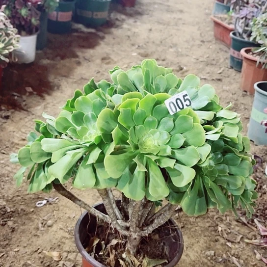 005绿羊绒老桩法师