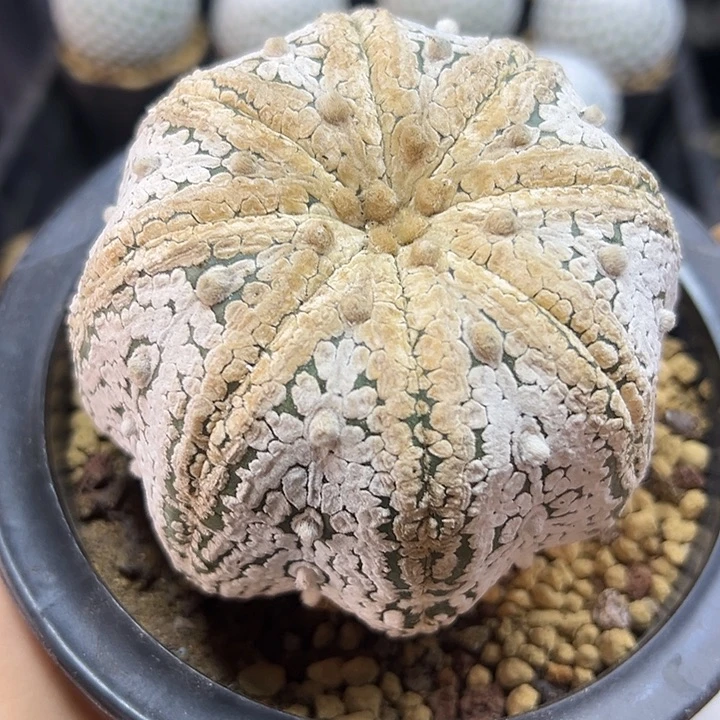 10号海星指纹兜9.3公分带盆