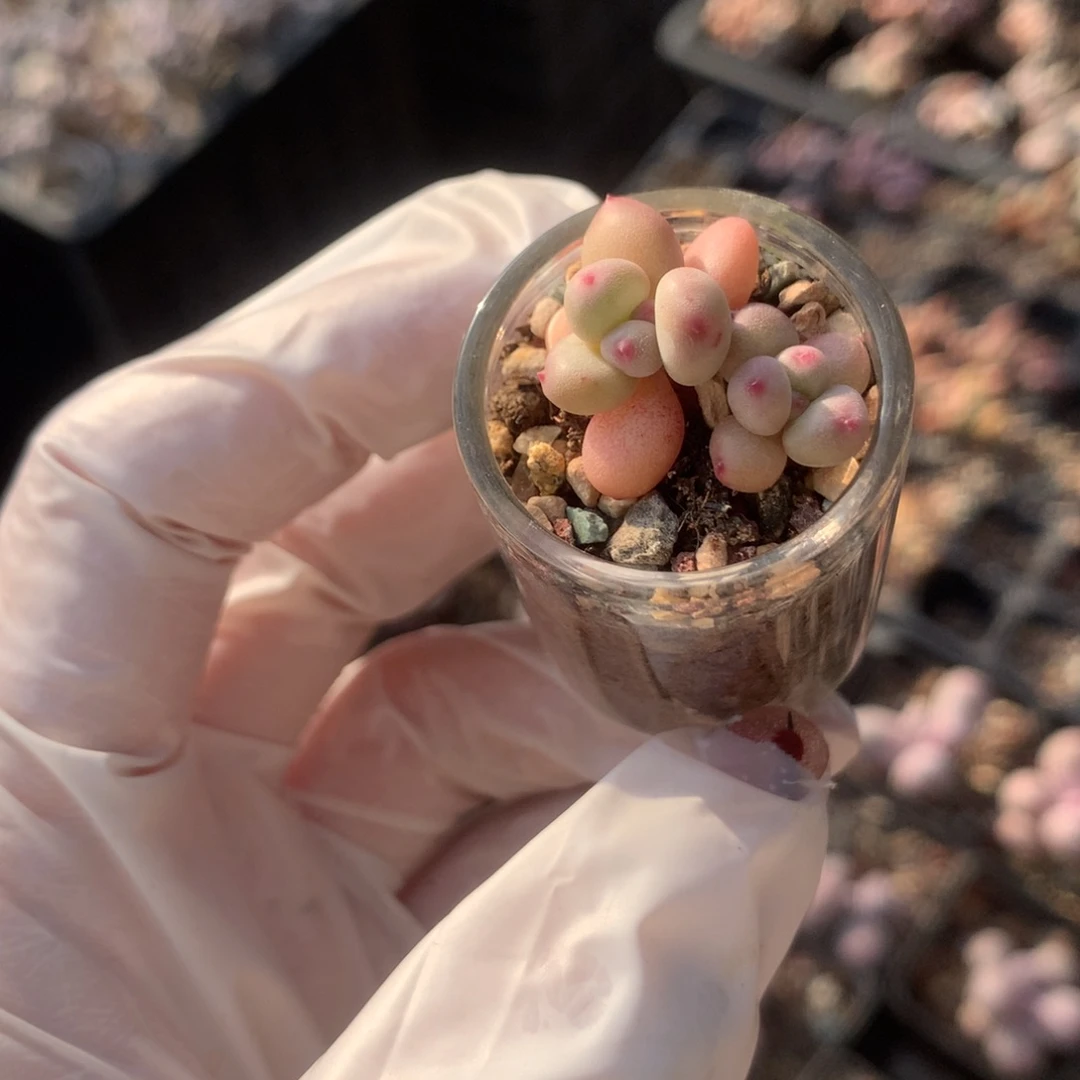 苹果奶酪多肉苹果奶。