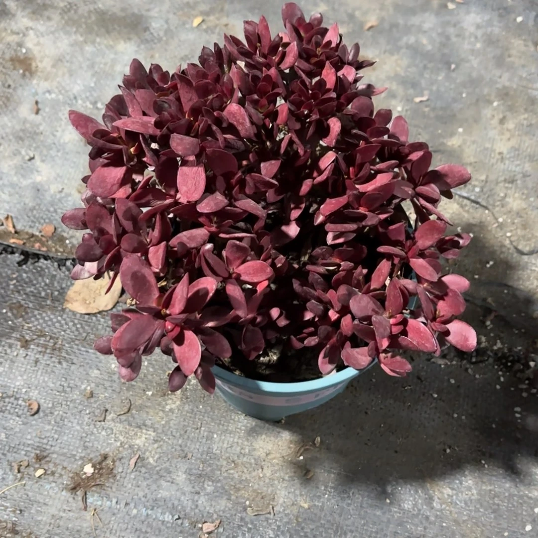 紫蝶新疆包邮新疆包邮