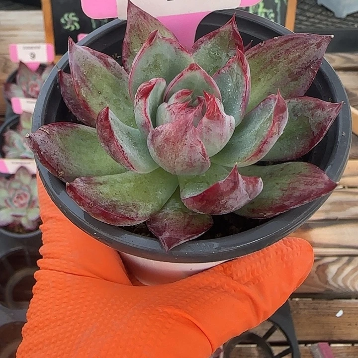 11 惊鸿仙子多肉植物