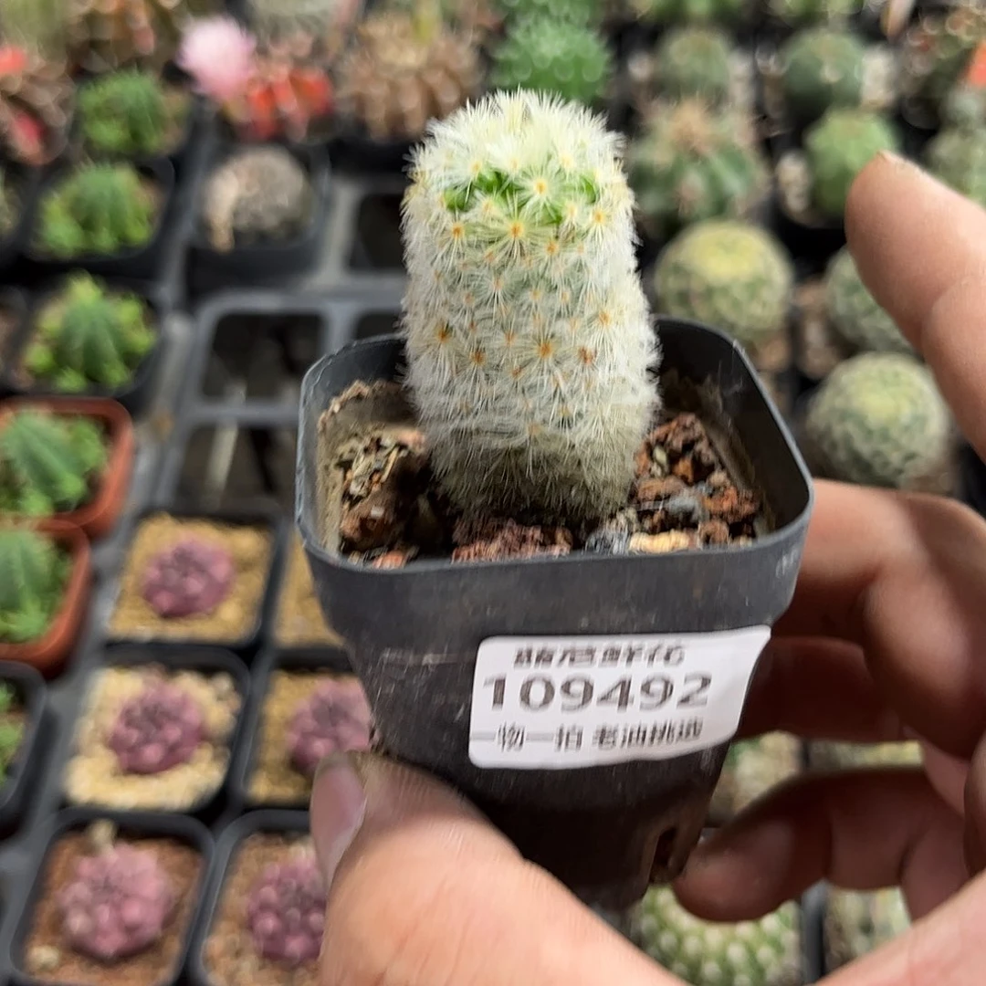 至***_109492一物一拍单头发货