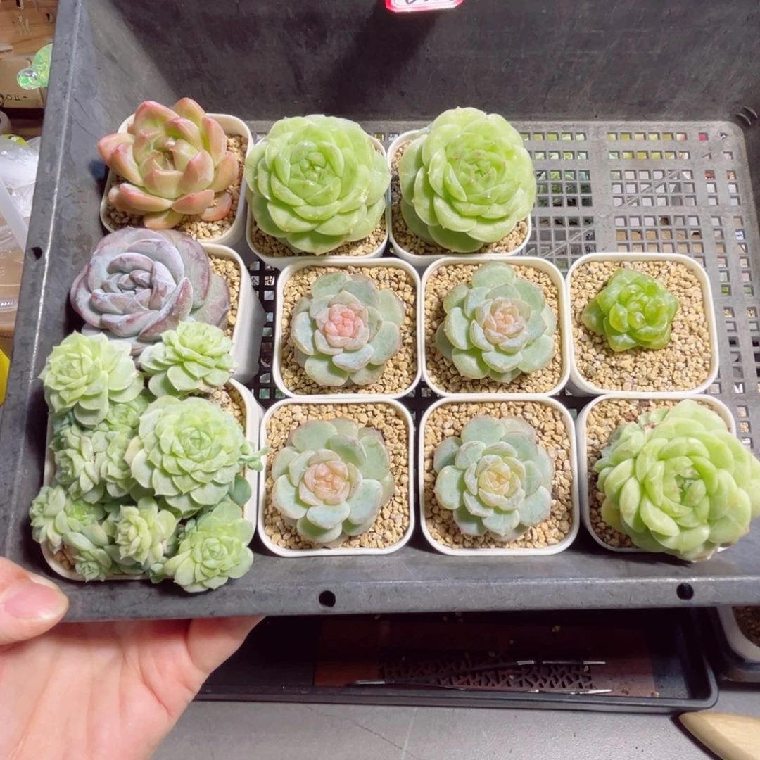 香***版B386 一物一拍 打包11个