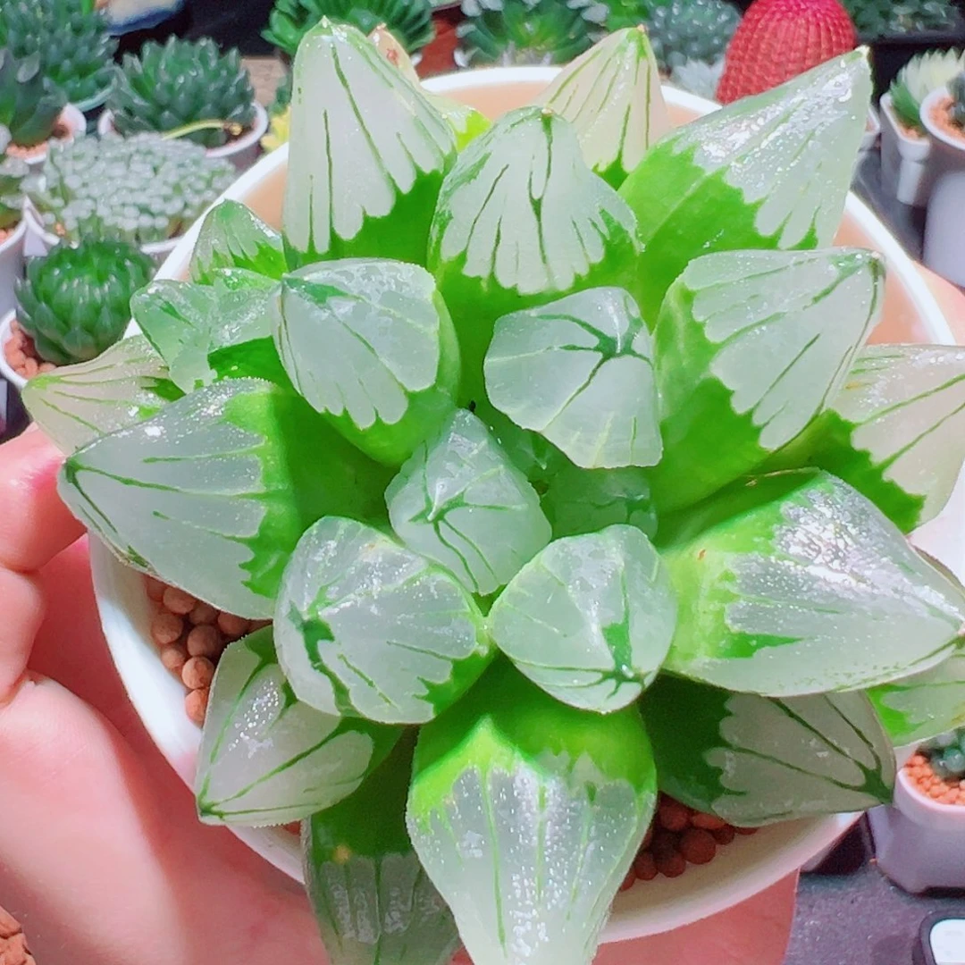 冰城寿多肉多肉多肉