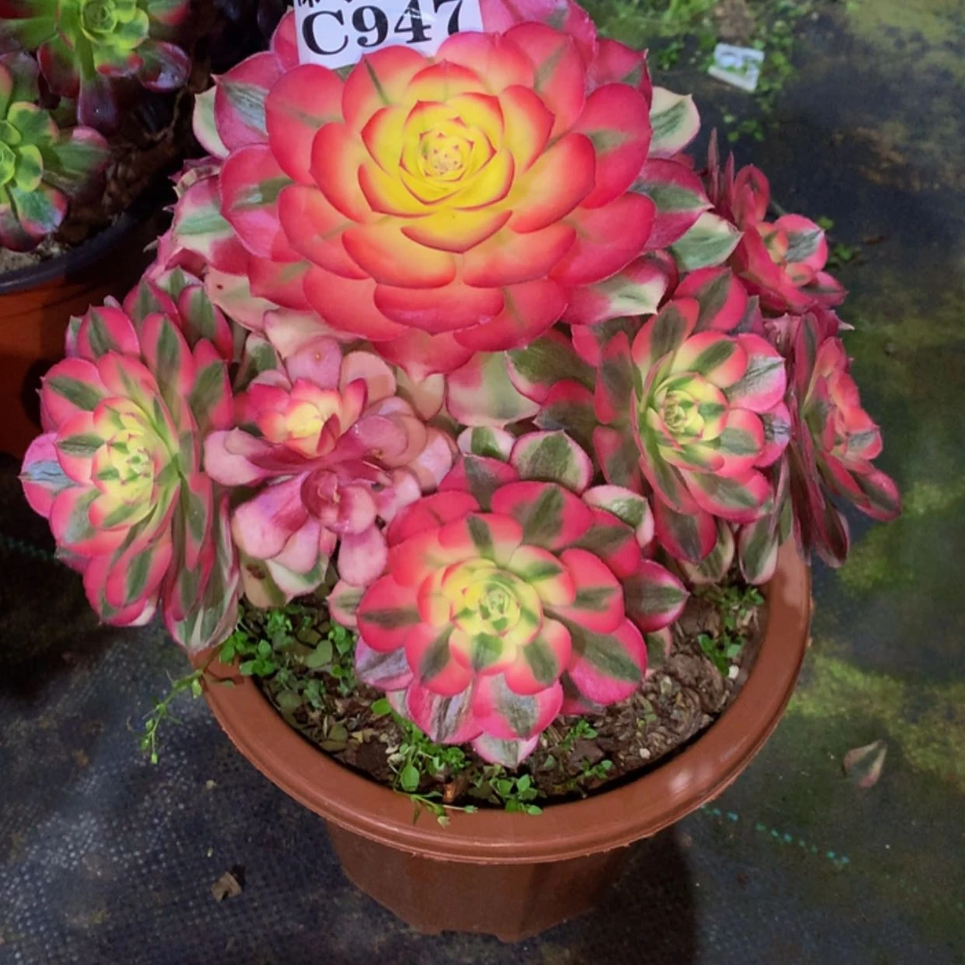 【闪购商品】947倾城