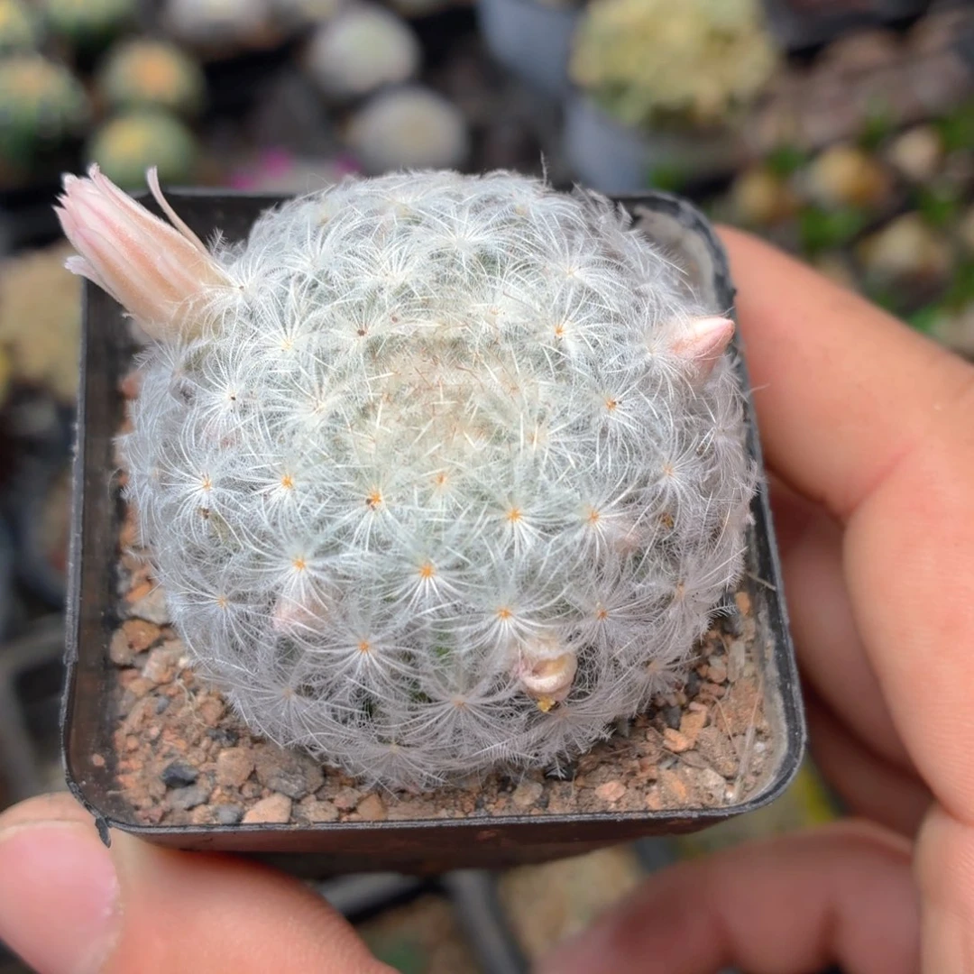 白星多肉9.9包邮发货