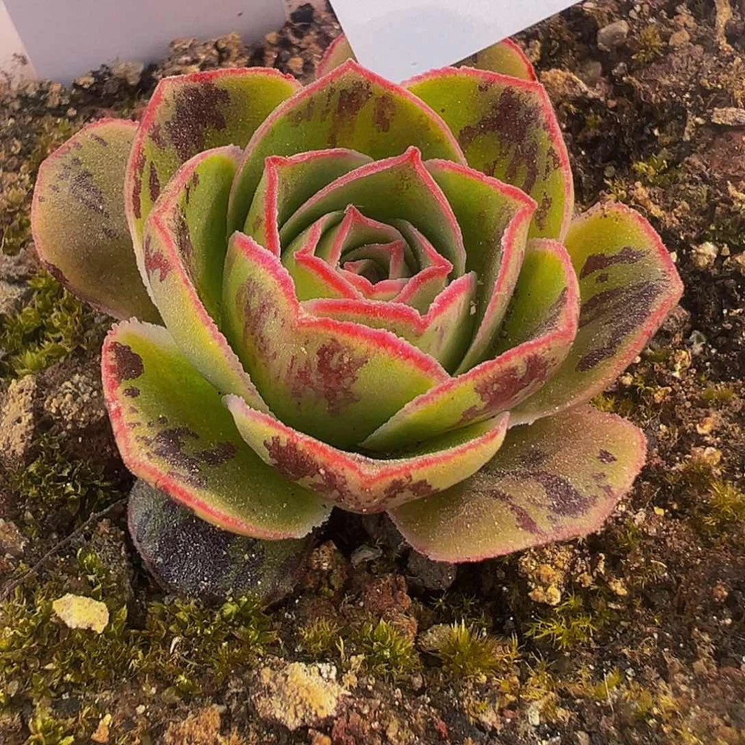 朱009 不染 花园。 多肉