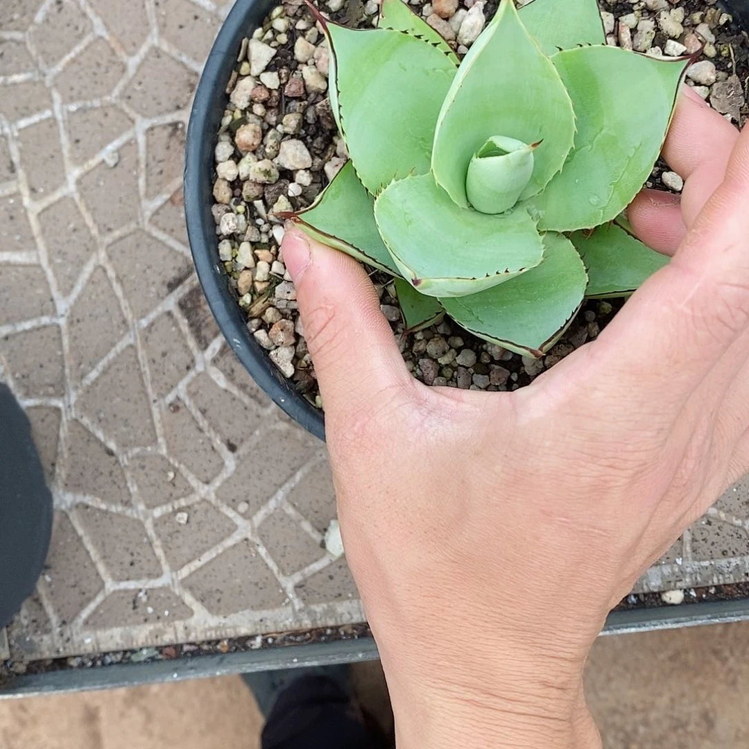 多肉植物龙蛇兰植物