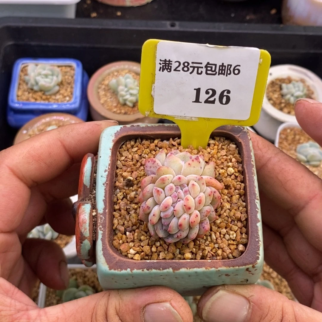 奥****?6126星影女神节福利