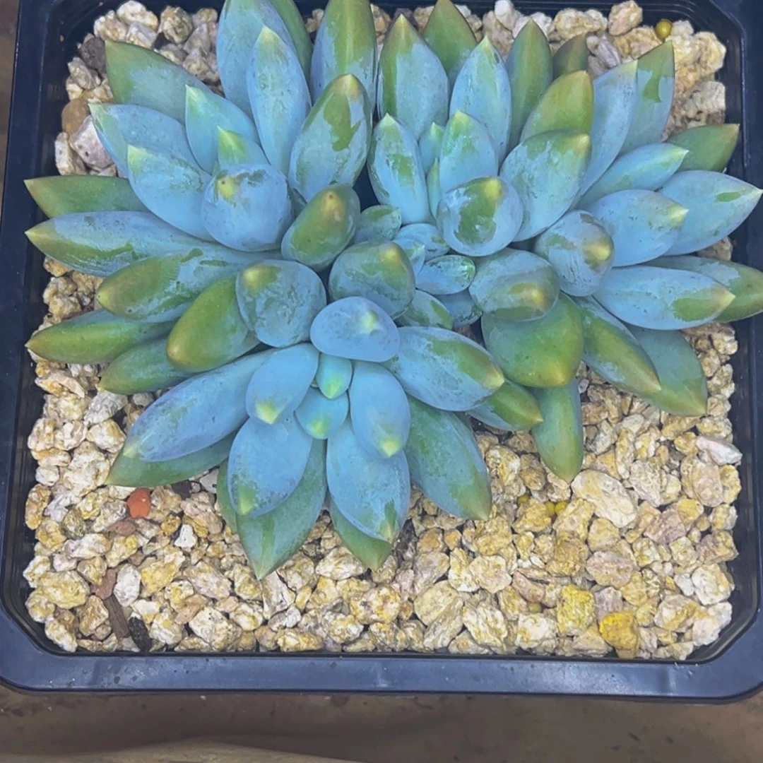小***伴小伙伴 胖体哥特萝莉 寄养