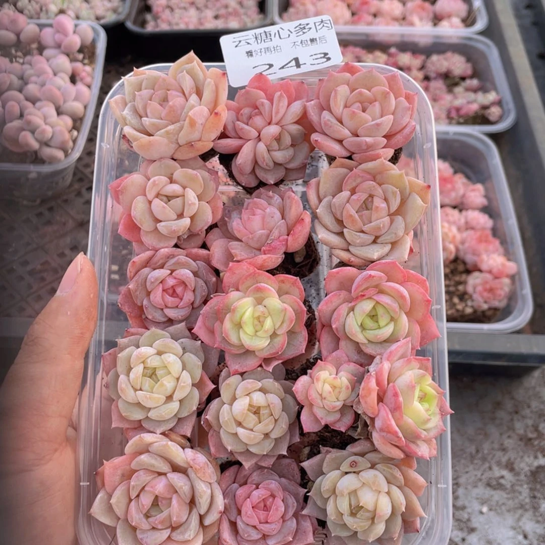 于*影云糖心多肉植物243