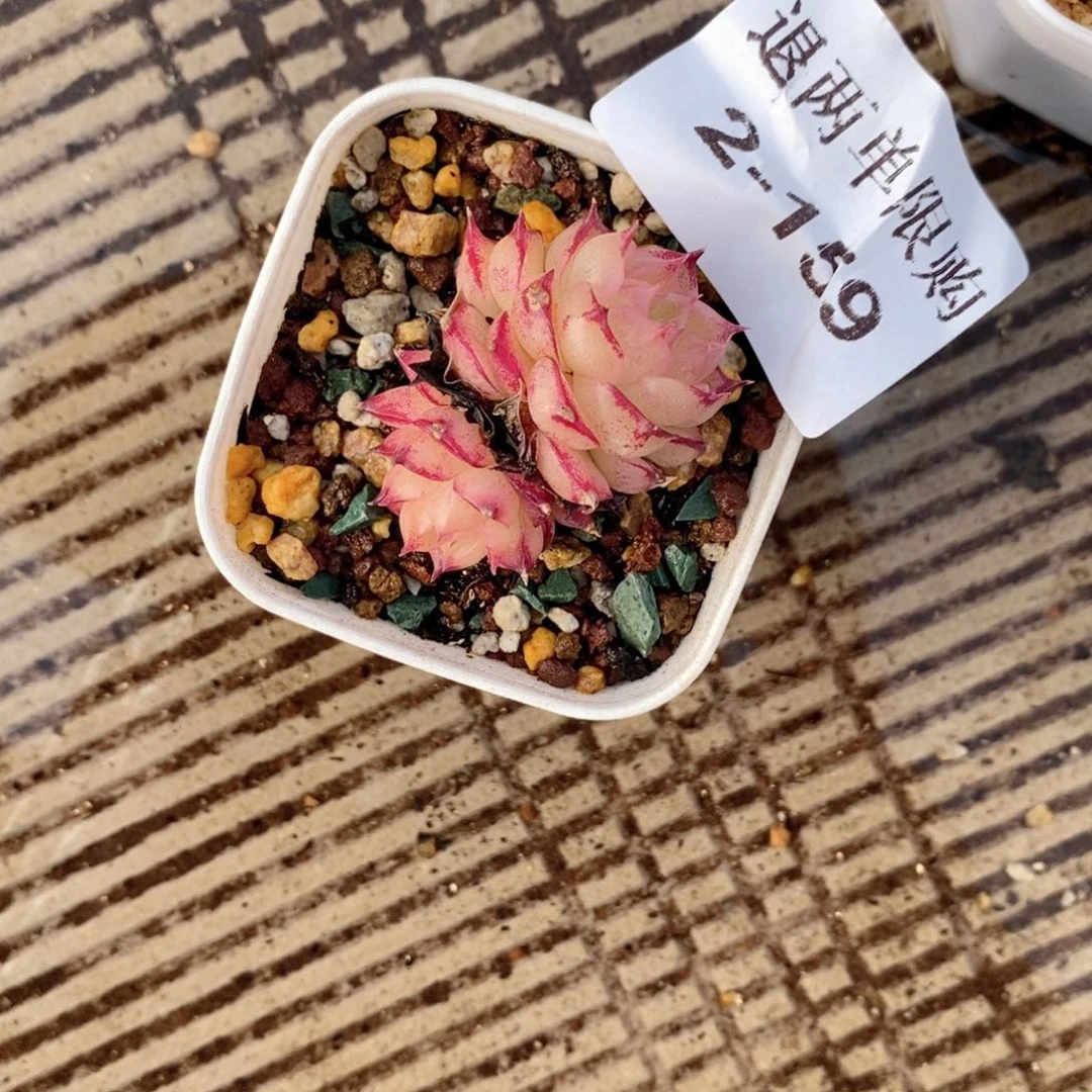 小*窝2-159 新疆西藏内蒙不发其他一单包邮两到三公分多肉