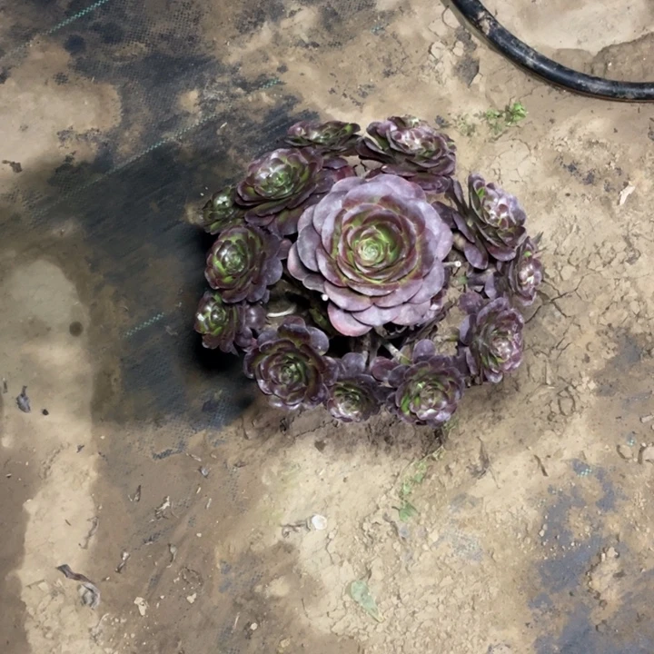 15魅金多肉植物多肉多肉