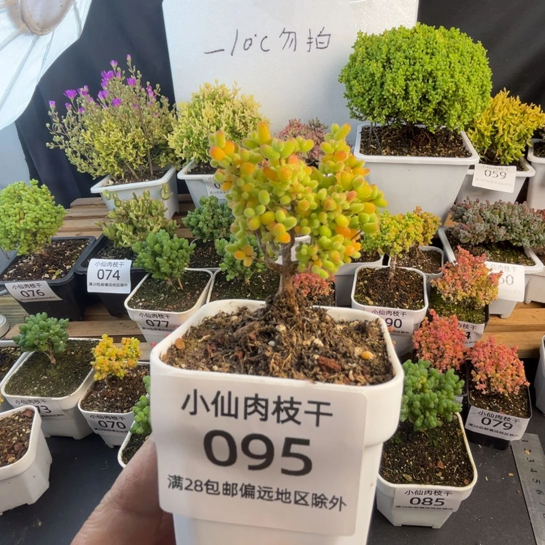 095枝干番杏小老桩金桔