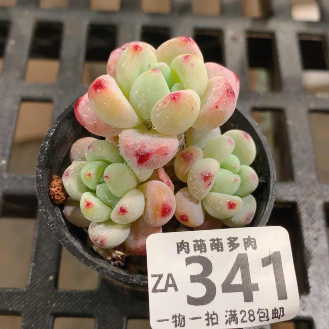 肉萌萌拇指盆精控多肉ZA341