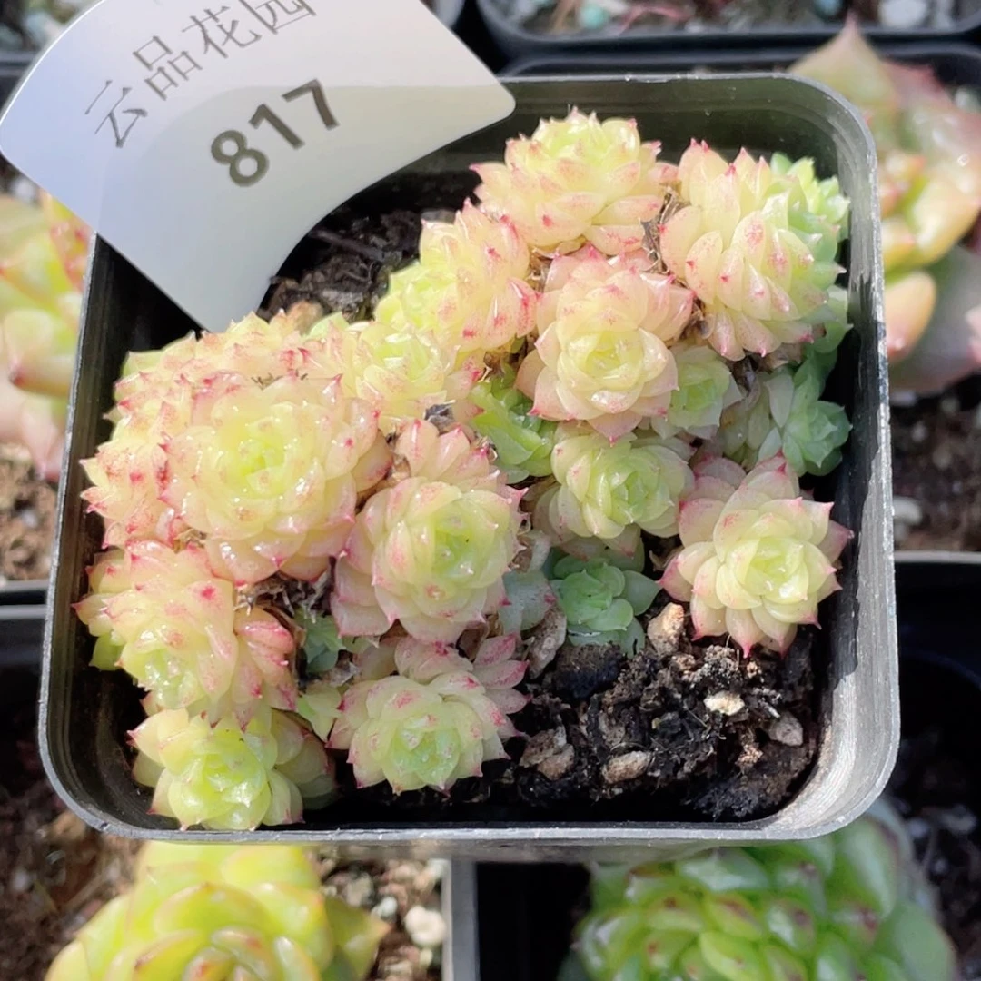 817号糖心冰心珍妮 不包整带盆