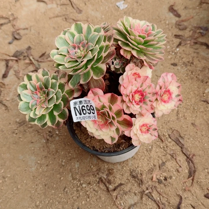 699海神官服20左右2