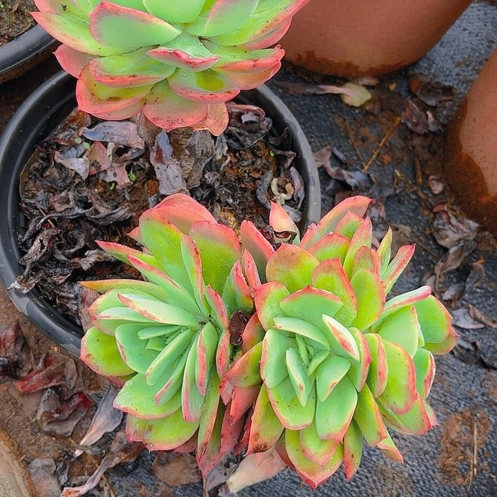 多肉植物。。。。。。。。。。。齐罗