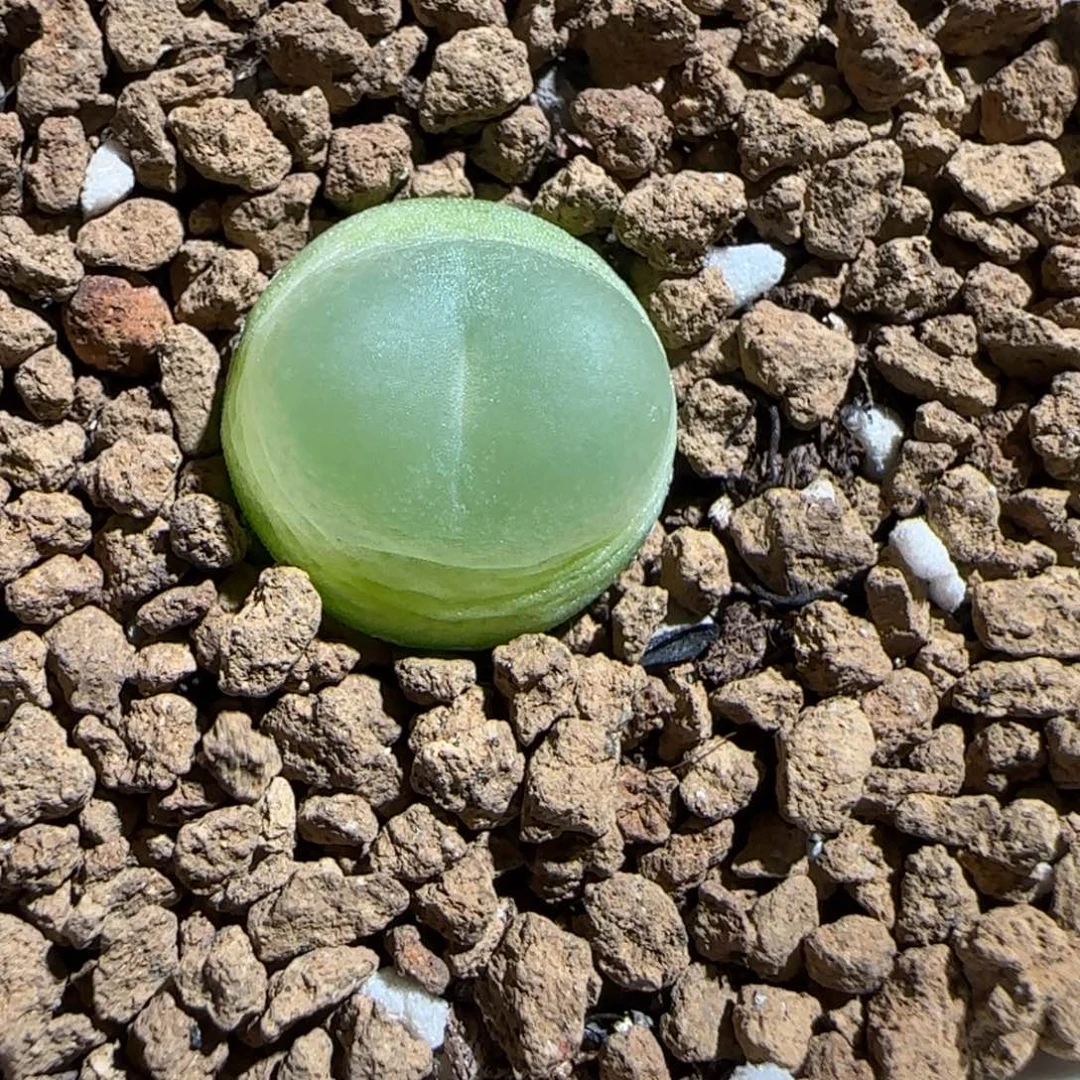 肉锥多肉植物组合-日式拉登1267