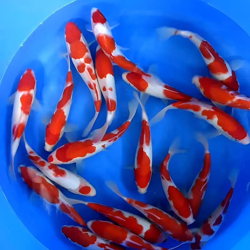 18-22公分锦鲤观赏鱼渔场发货