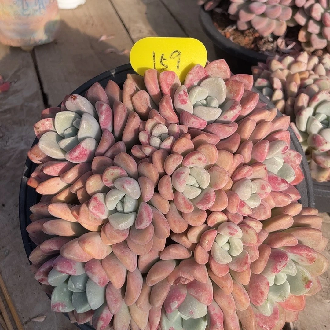 花斑鹿群生多肉植物159