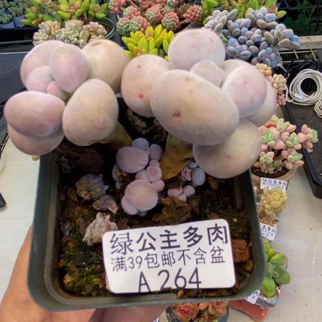 264芭比奶多肉7c m