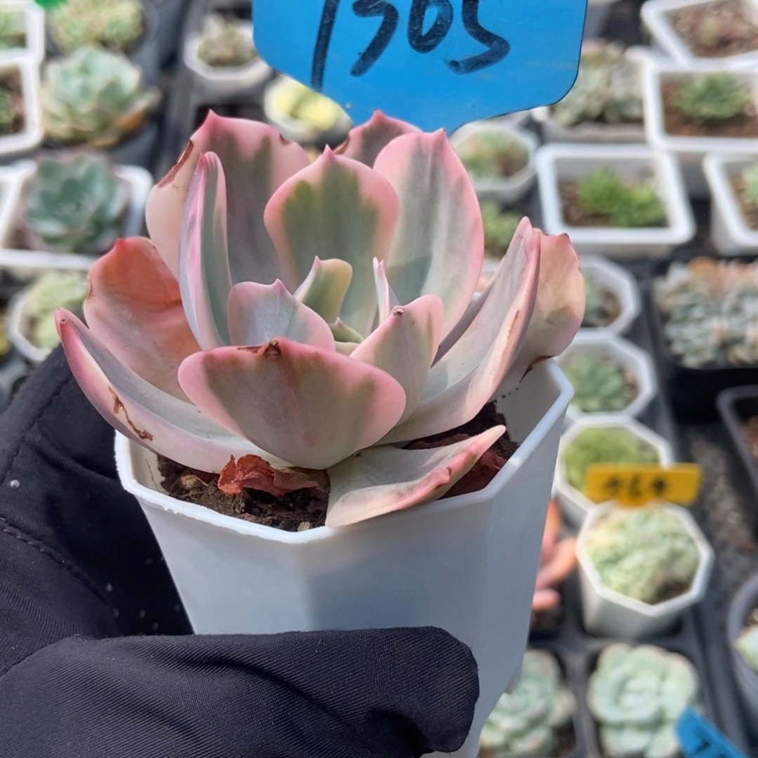 7365玉凤锦多肉植物保护