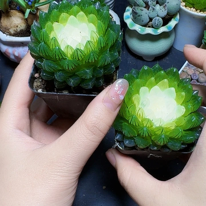 白莲花带盆一盆福利炸