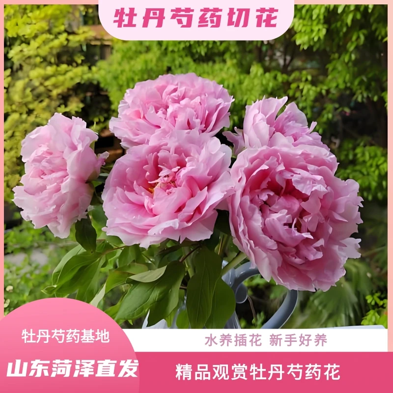 牡丹鲜切花【肉芙蓉】精选重瓣 牡丹水养插花 基地源头   现采直发