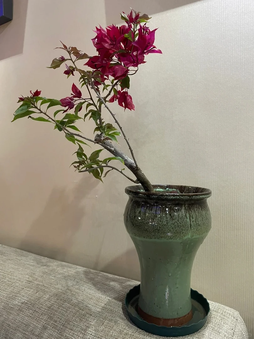 【热火桑巴】三角梅盆栽花卉绿植阳台庭院爬藤好养源头三角梅花