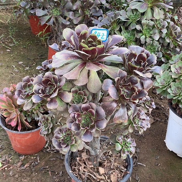 多肉植物圆叶灰942