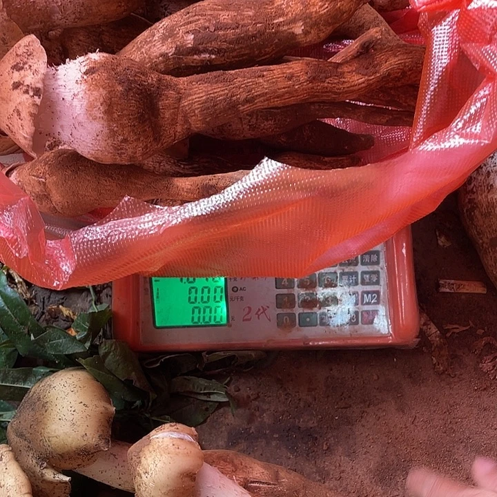 胖***丫中国大陆石屏县鸡纵菌中国大陆