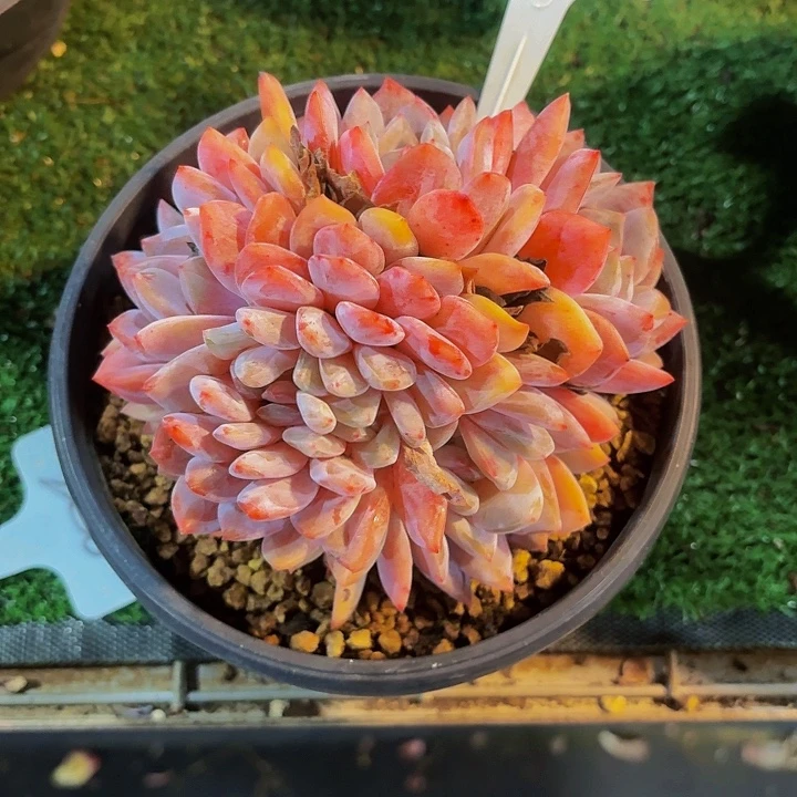 繁***？丽娟花卉雪天使缀化