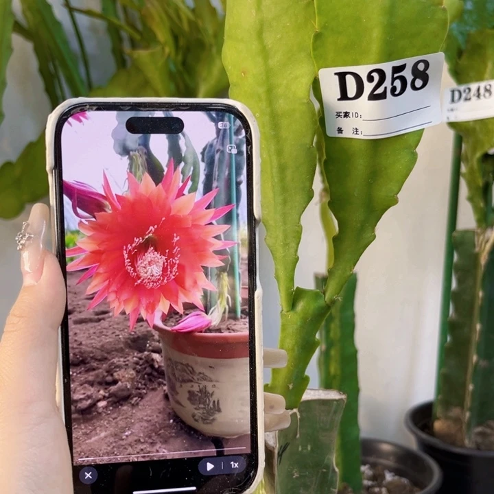 当前无花栽培后可以开花258