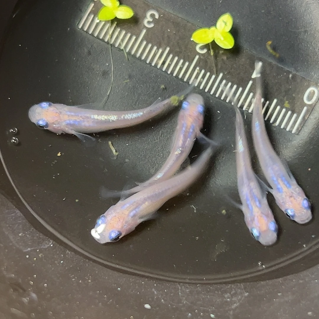 海水水滴一组66号