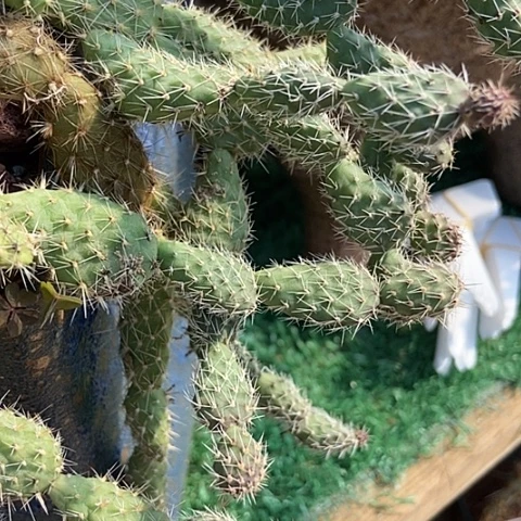 仙人掌红花刺冷司现切三粒