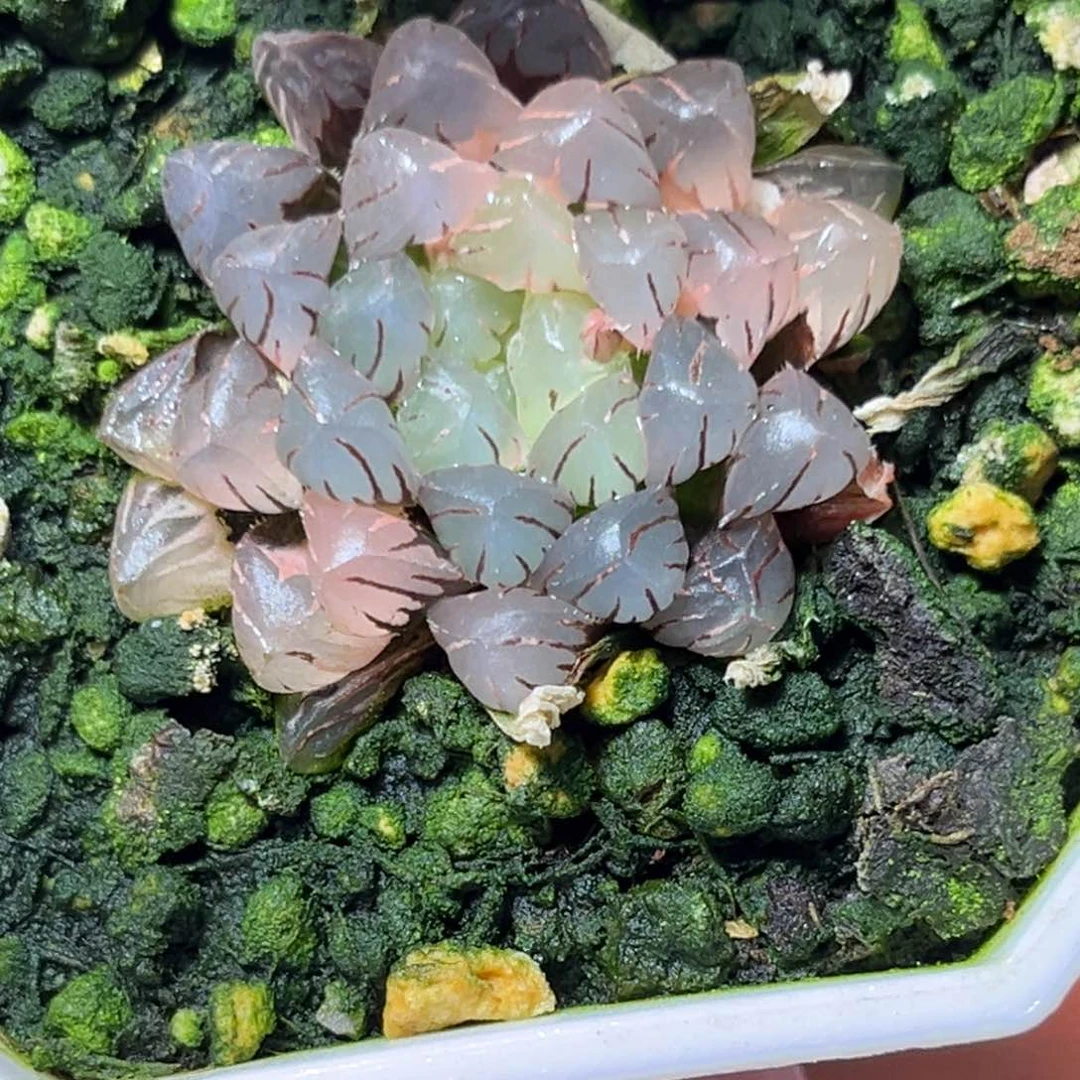 恭喜发财大吉大利750