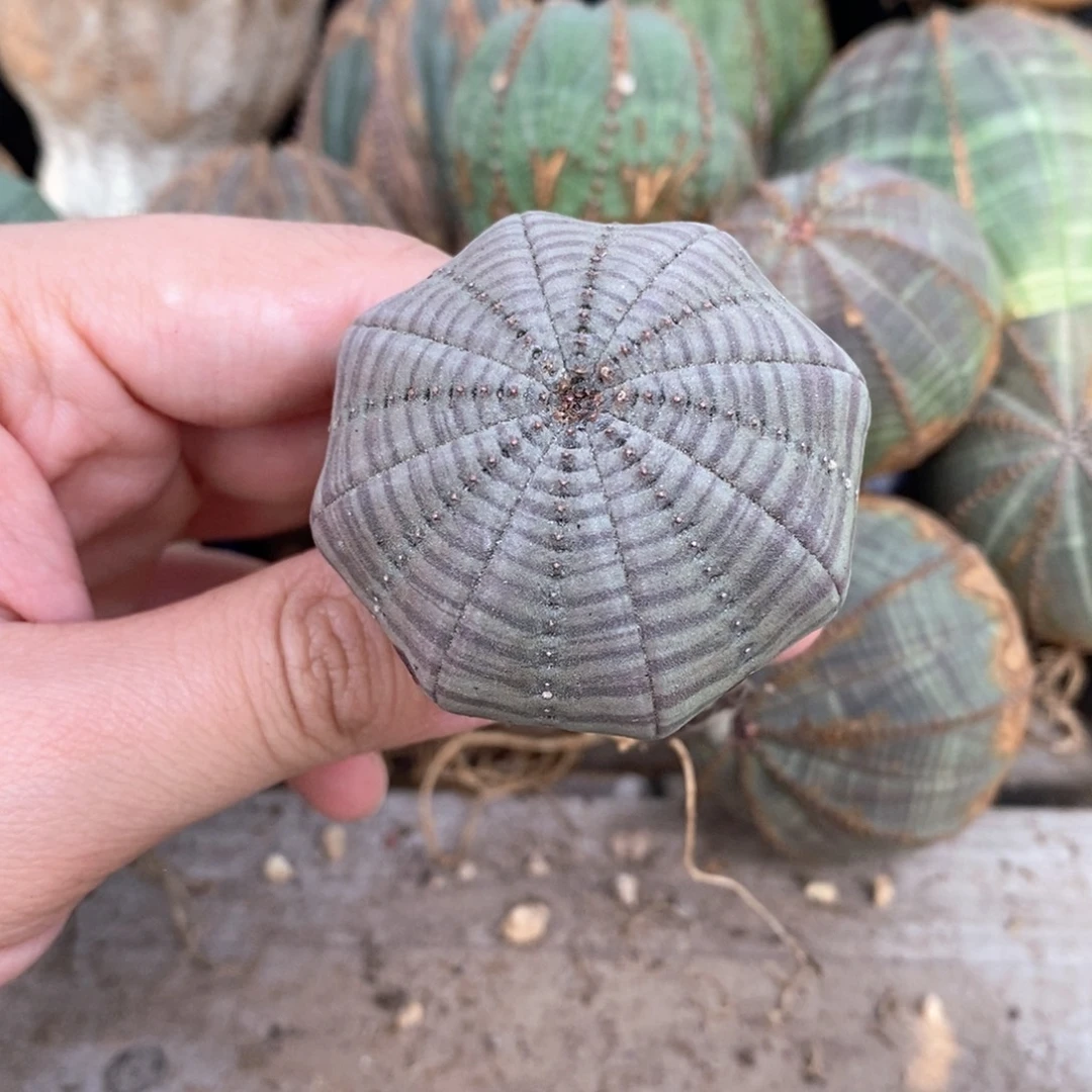 12欧系实生布纹球多肉植物