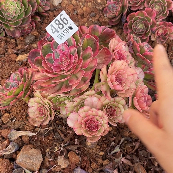 发***美486海神朵朵无根发货