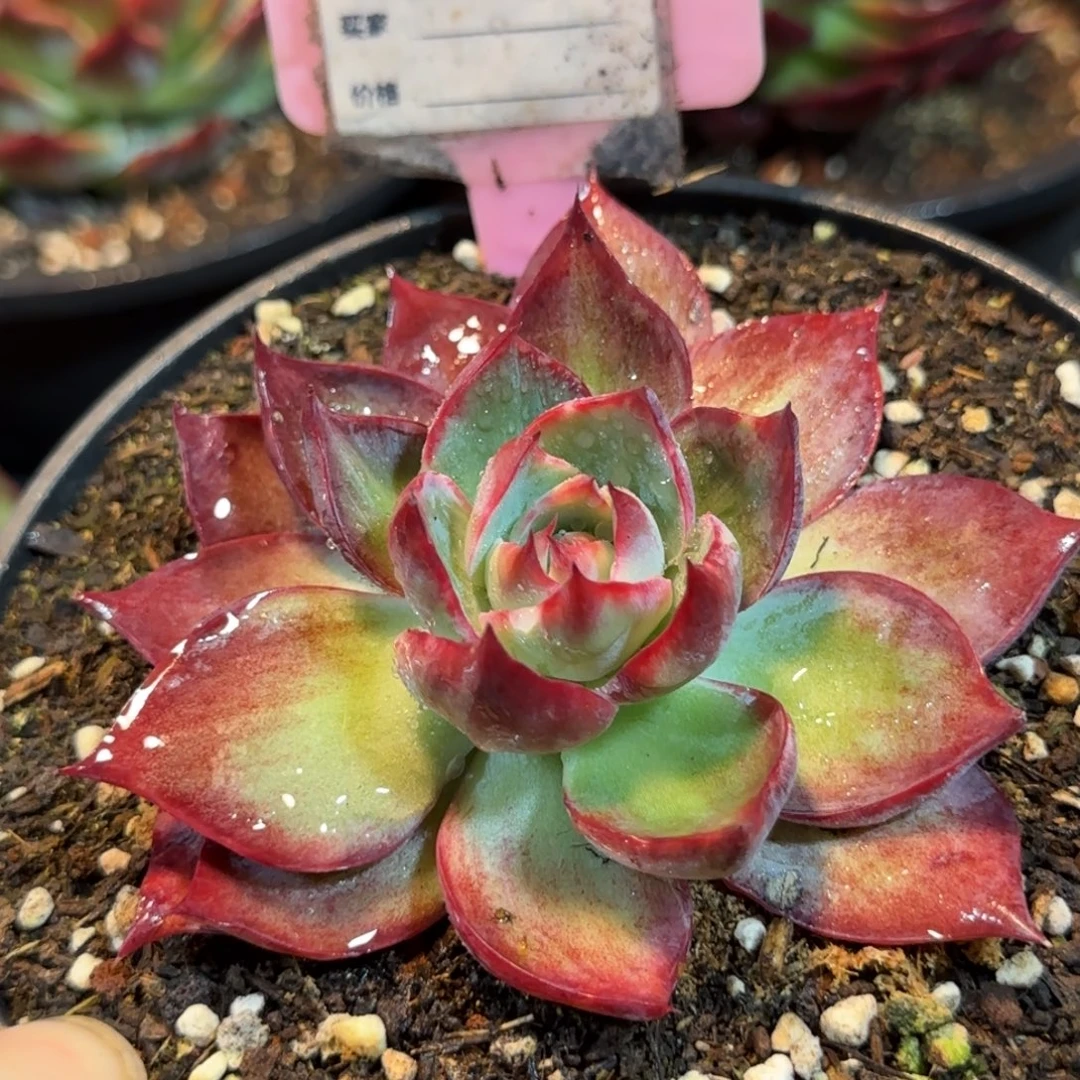 惊鸿一物一拍包装收缩花旱979