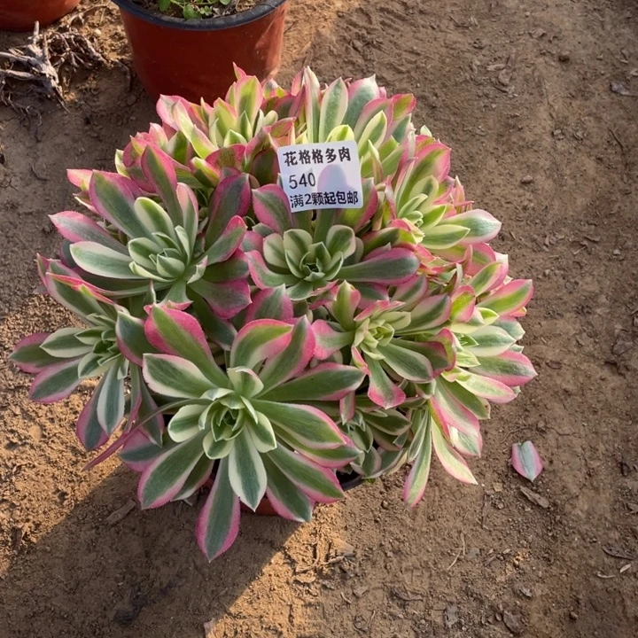 540粉水晶多肉小植物
