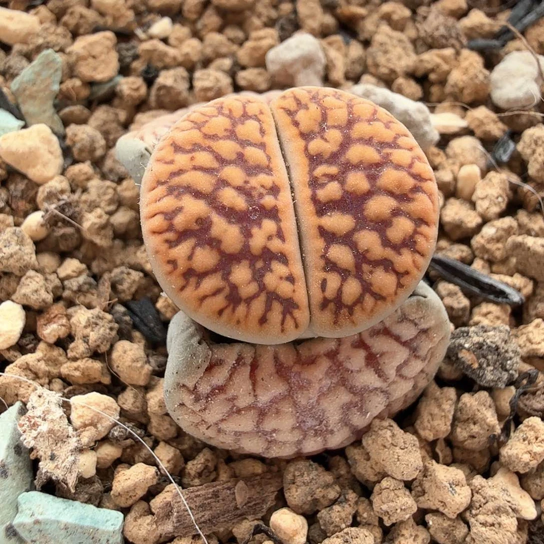 2.9.71/线招福/多肉