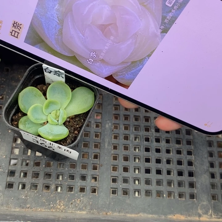 标签366白奈一个多肉