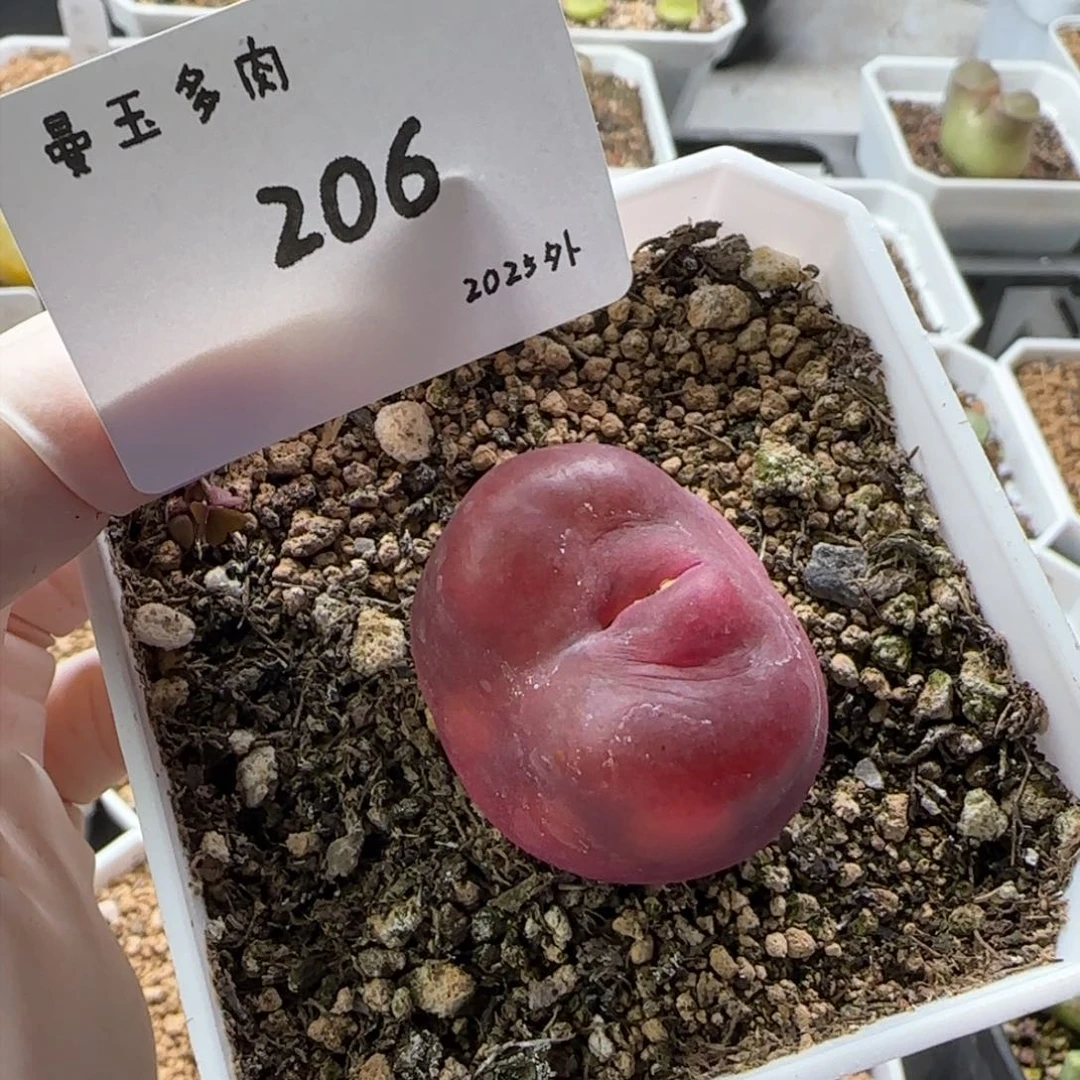 李*事多肉多肉多肉2025-206